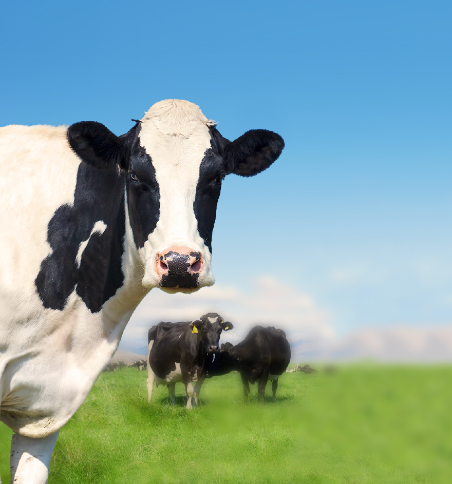 Servicing Milk Vats and Cooling Systems